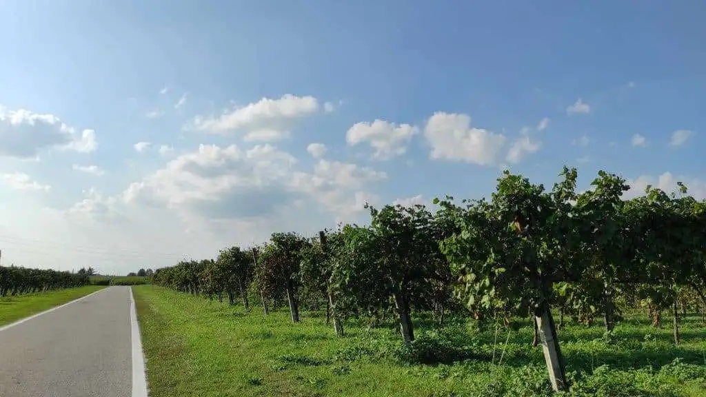 Vigneti a Ormelle TV