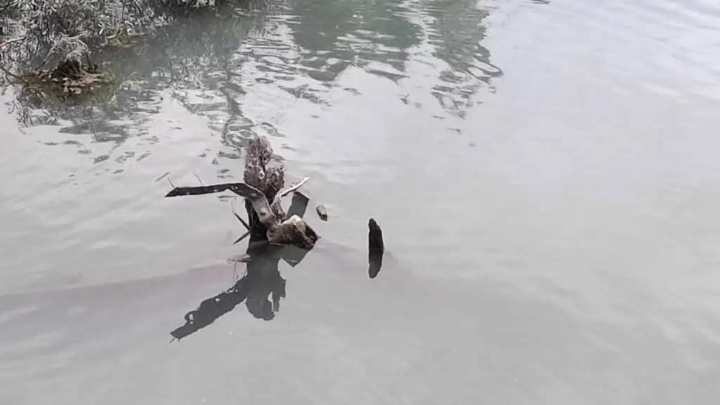 ingrandimento della prua