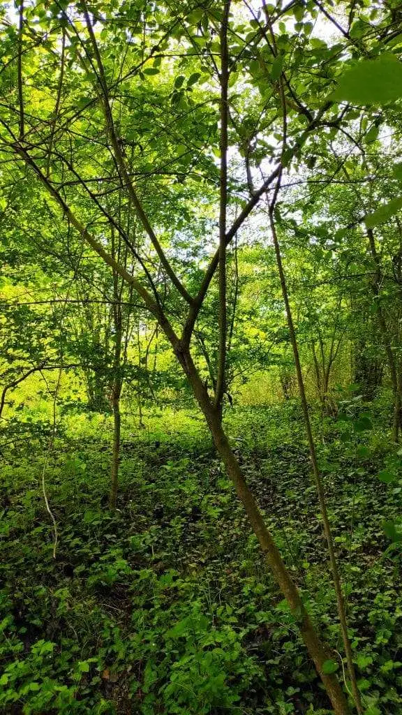 sanguinella Cornus sanguinea