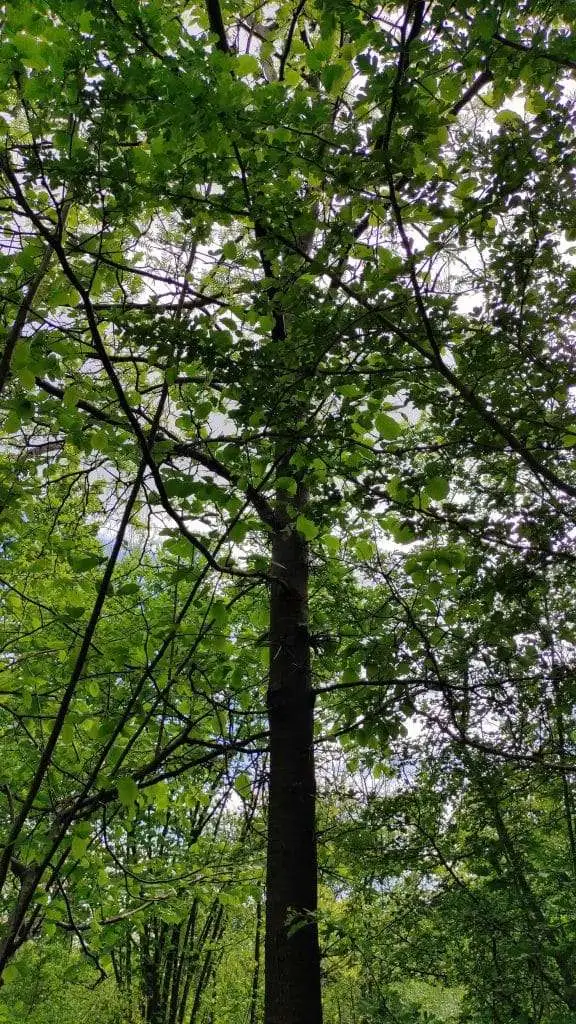 spino di Giuda Gleditsia triacanthos L