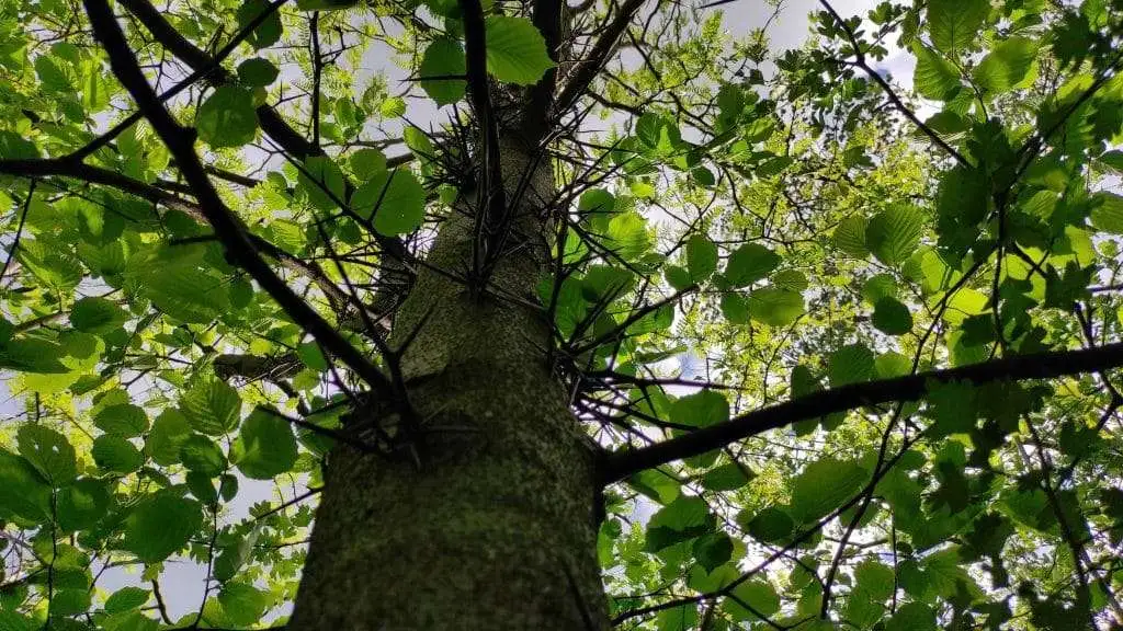 spino di Giuda Gleditsia triacanthos L.. Oasi del Codibugnolo