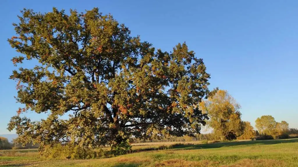 Quercia secolare a Pra dei Gai Portobuffole
