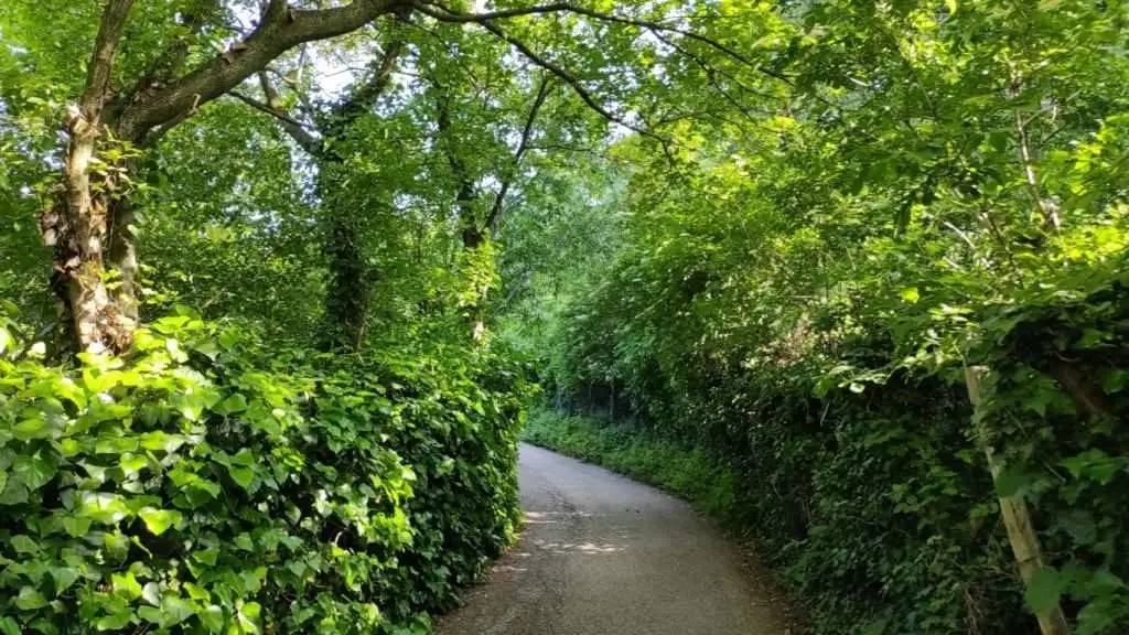 Ultimo tratto di strada asfaltata, alberata e incorniciata da muretti ricoperti di edera, che conduce alla Rocca d'Asolo.