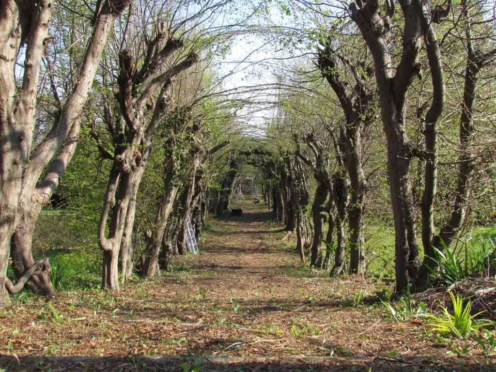 Viale Dei Carpini in restauro