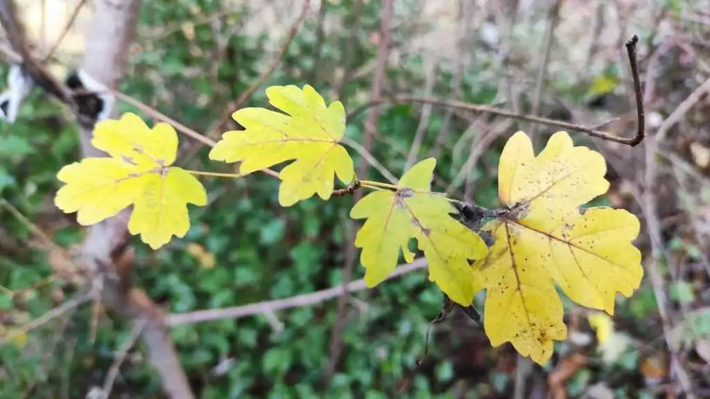 Acero campeste Col Muson Castelcucco TV