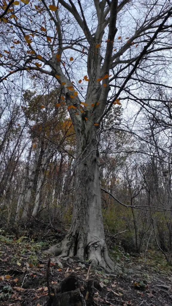 Faggio monumentale a Castelcucco TV