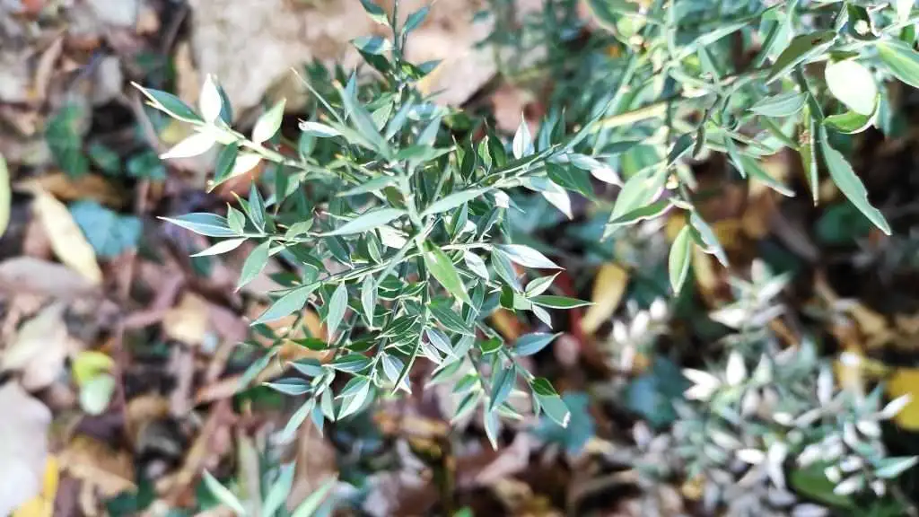 Pungitopo Col Muson Castelcucco TV