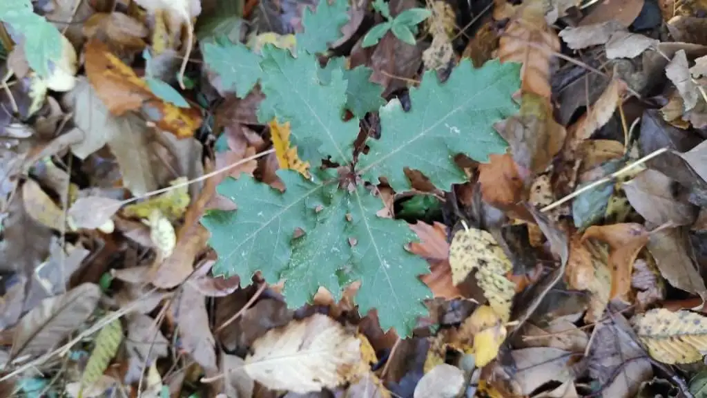 Quercia Col Muson Castelcucco TV