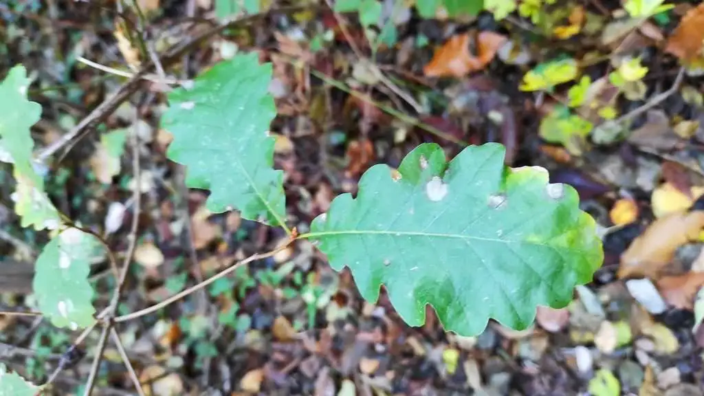 Rovere Castelcucco Col Muson TV