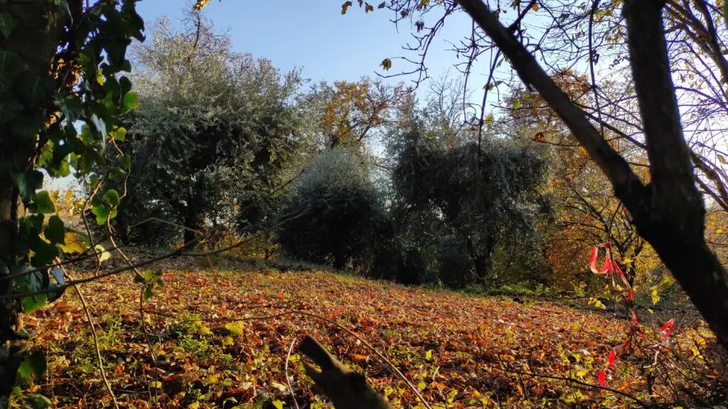 Veduta olivi Col Muson Castelcucco TV