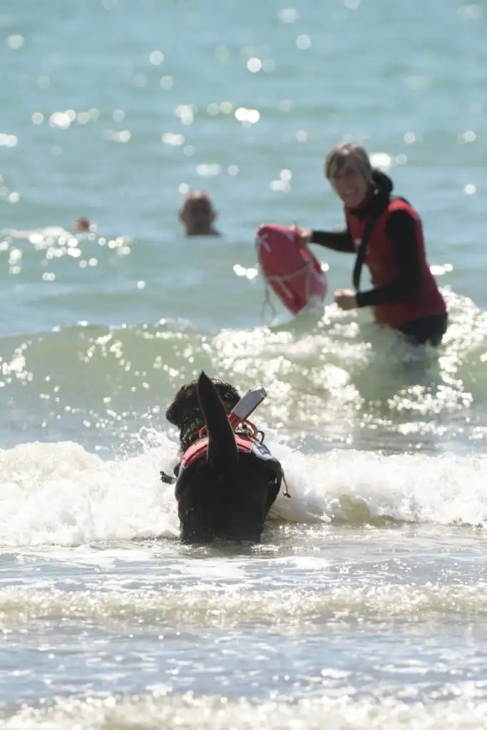 A Caorle Domenica 26 Maggio i cani bagnini tornano sulla spiaggia 2 SPIAGGIA SAN FRANCESCO BAUWATCH DIMOSTRAZIONE RESCUE 2 R