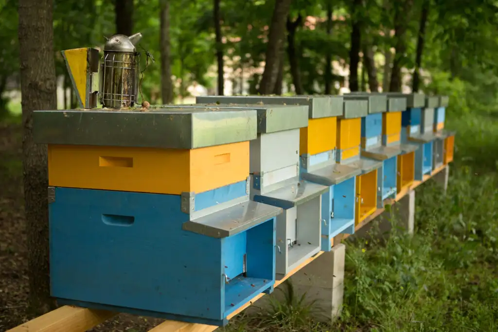 Bosco delle Viole api 1