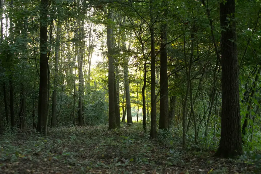 Bosco delle Viole sentiero dello scoiattolo