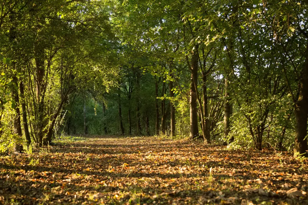 Bosco delle Viole sentiero due boschi 1