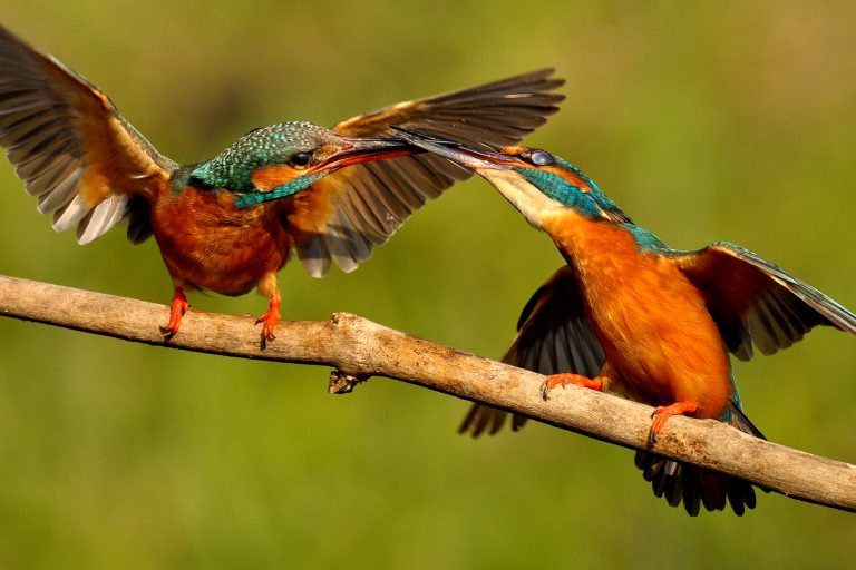 L’Oasi Naturalistica del Mulino Cervara a Quinto di Treviso