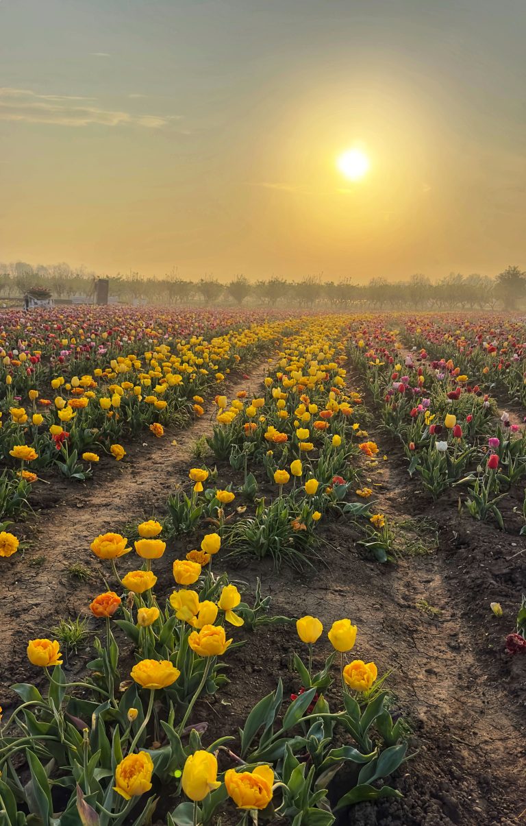 PRIMAVERA IN FIORE DA NONNO ANDREA: