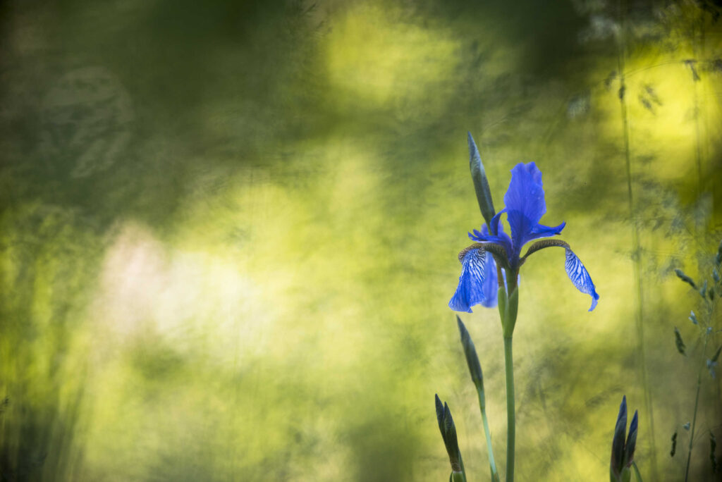 Palu QDP Iris sibirica fiore simbolo
