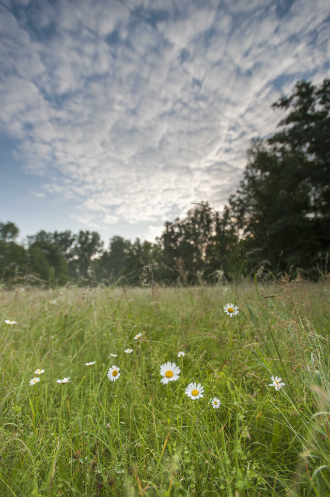 Palu QDP tipico campo chiuso 1 1