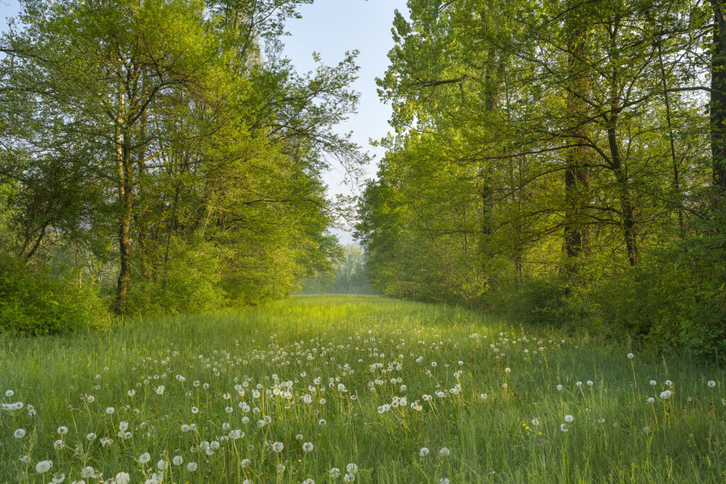 Palu QDP tipico campo chiuso 2