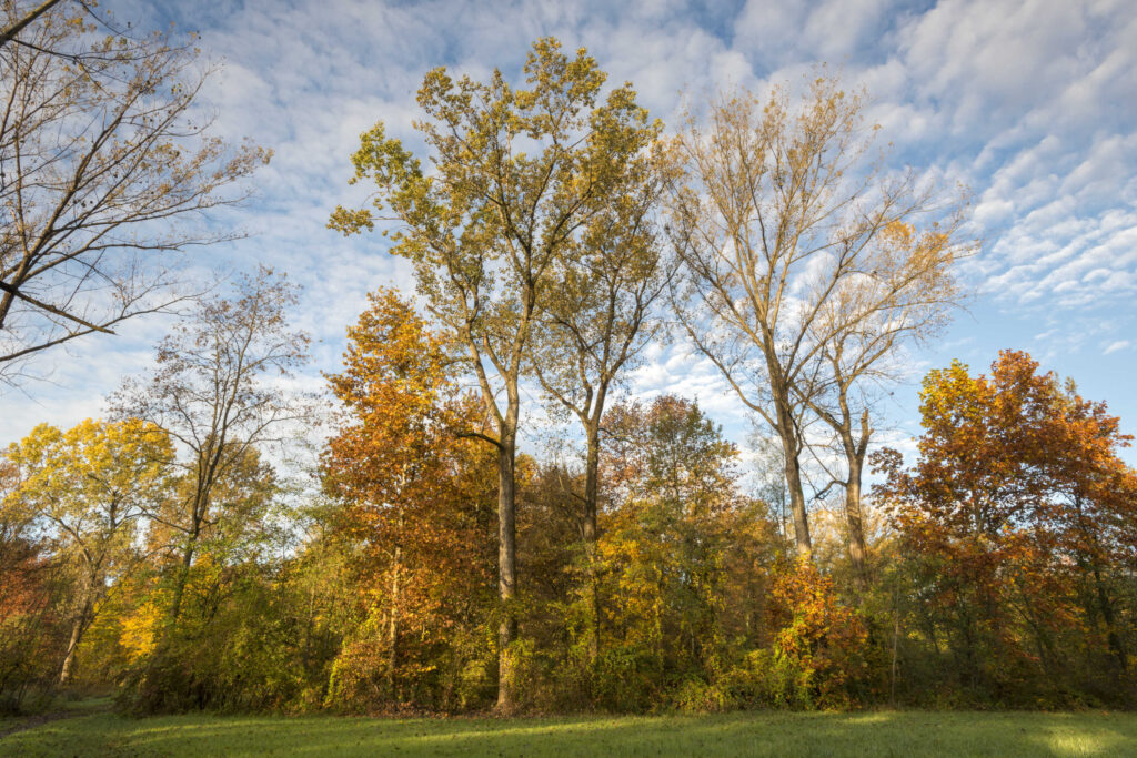 Palu QDP veste autunnale 2 1 1