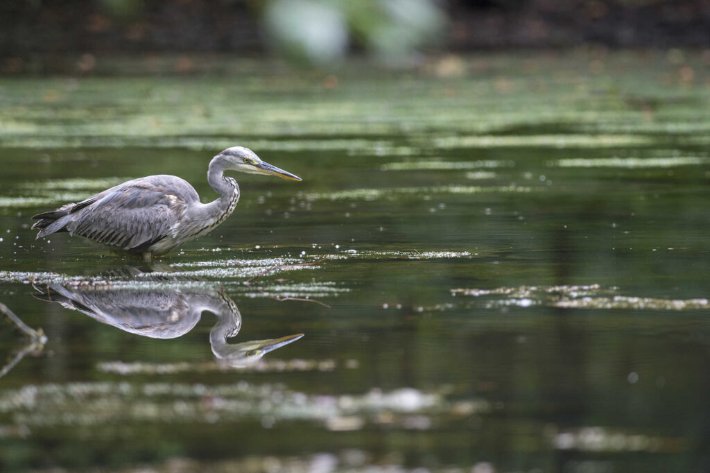Fontane Bianche fauna