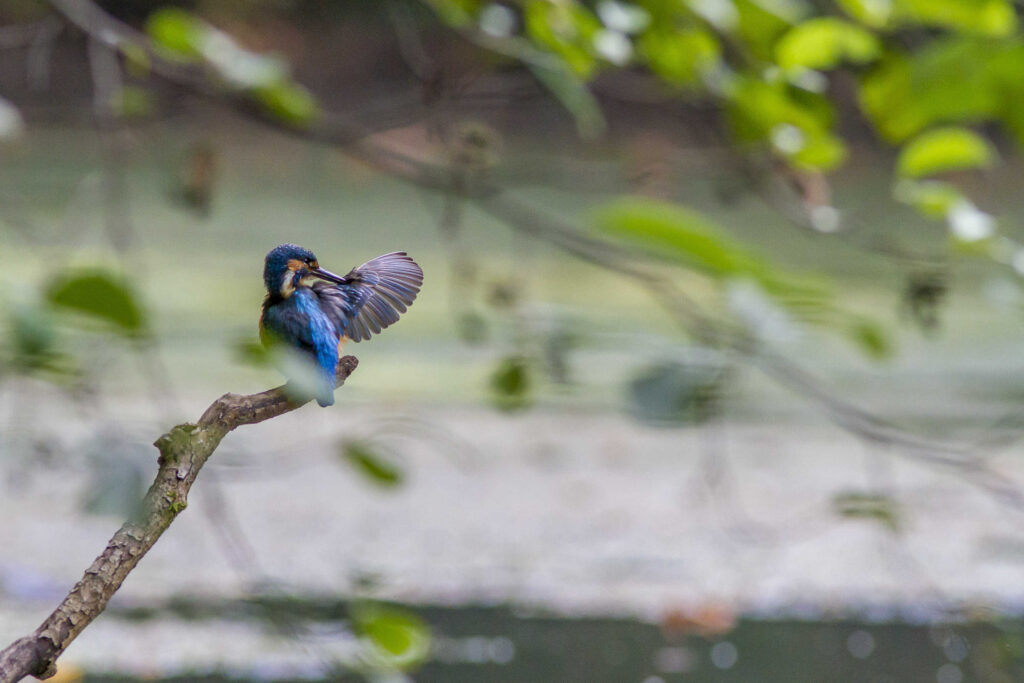 Fontane Bianche fauna 2