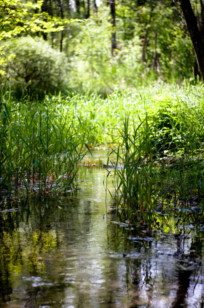 Fontane Bianche risorgiva